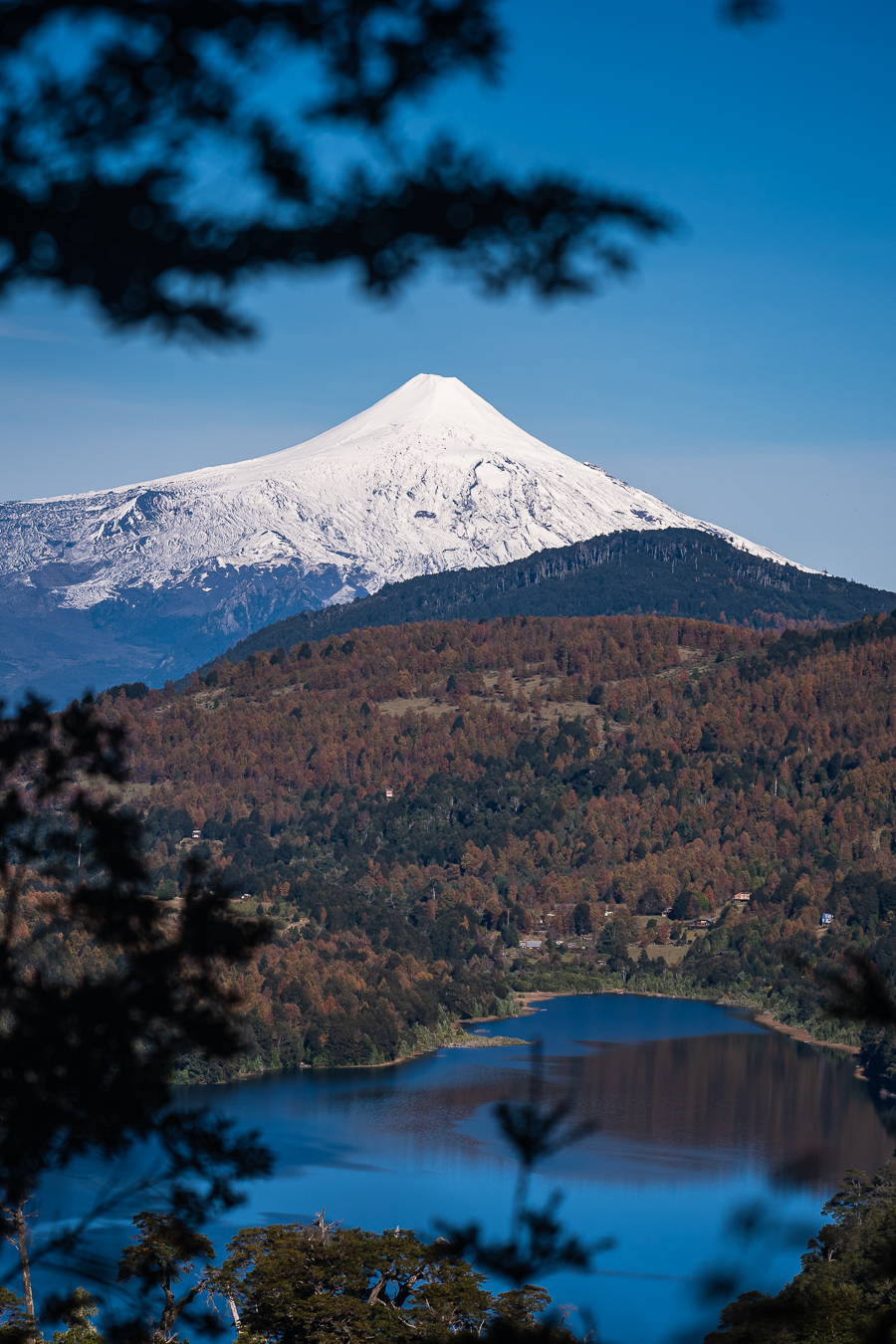 Volcan nevado visto entre arboles